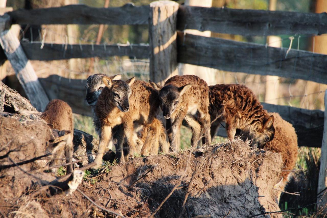 Landgasthof Zur Wildbahn 부르크 외부 사진